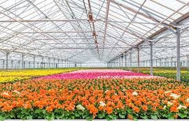 Flower Farm